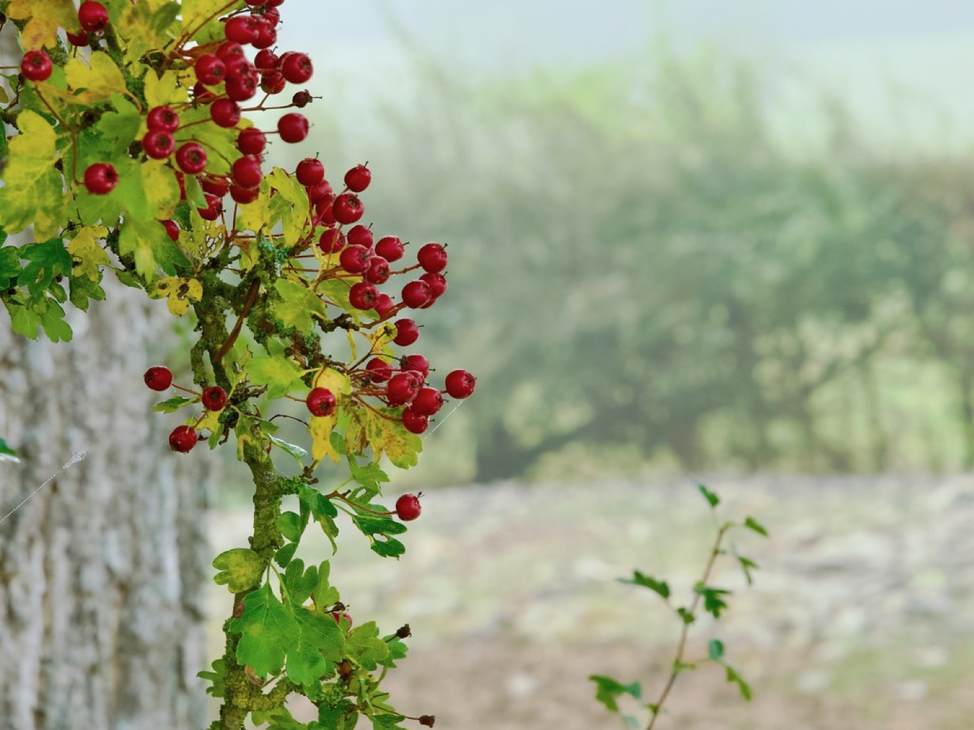 Haie champêtre en bordure de chemin dans la campagne