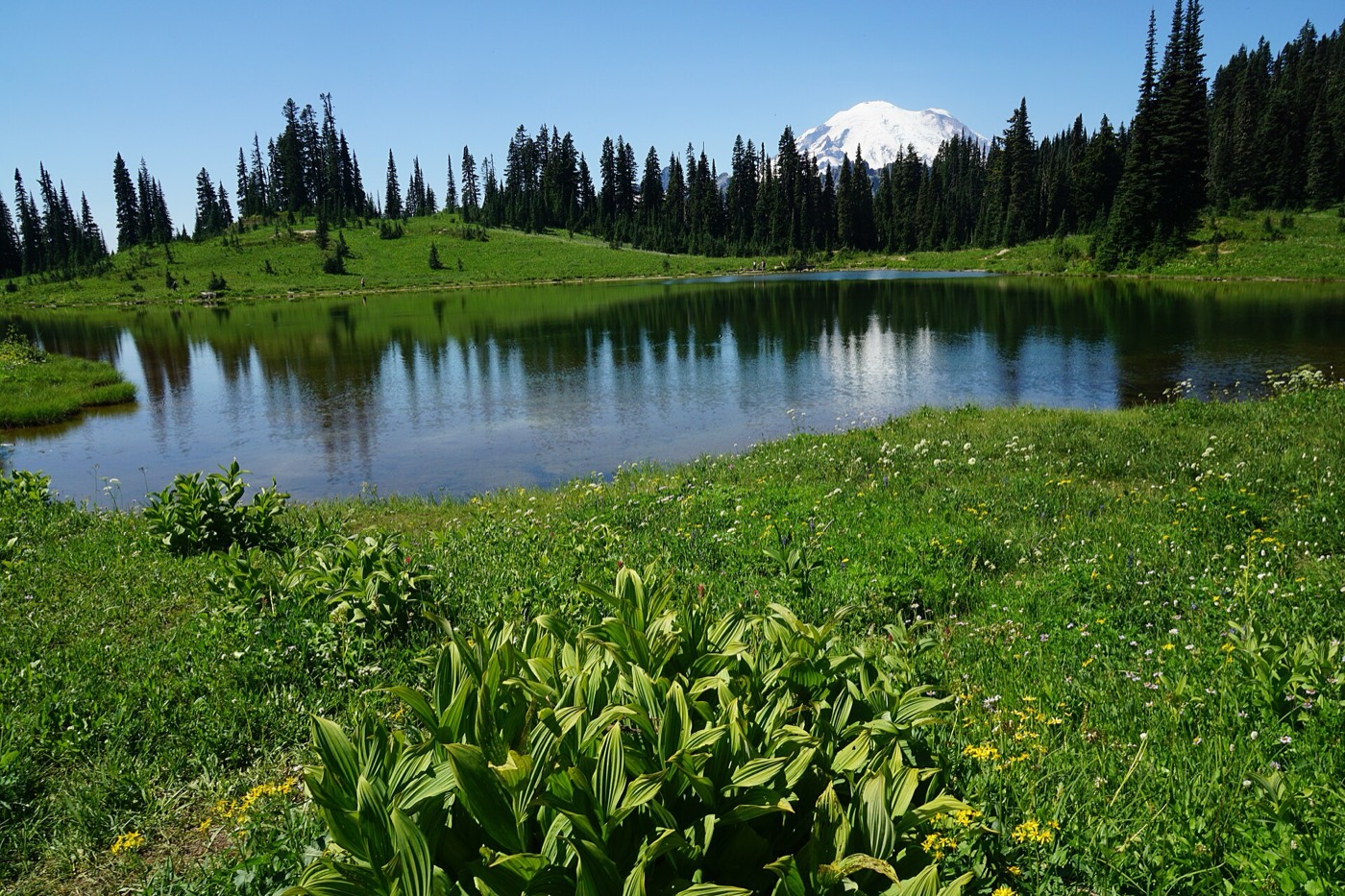 Prairie et plan d'eau naturels en été, fleurs sauvages au premier plan