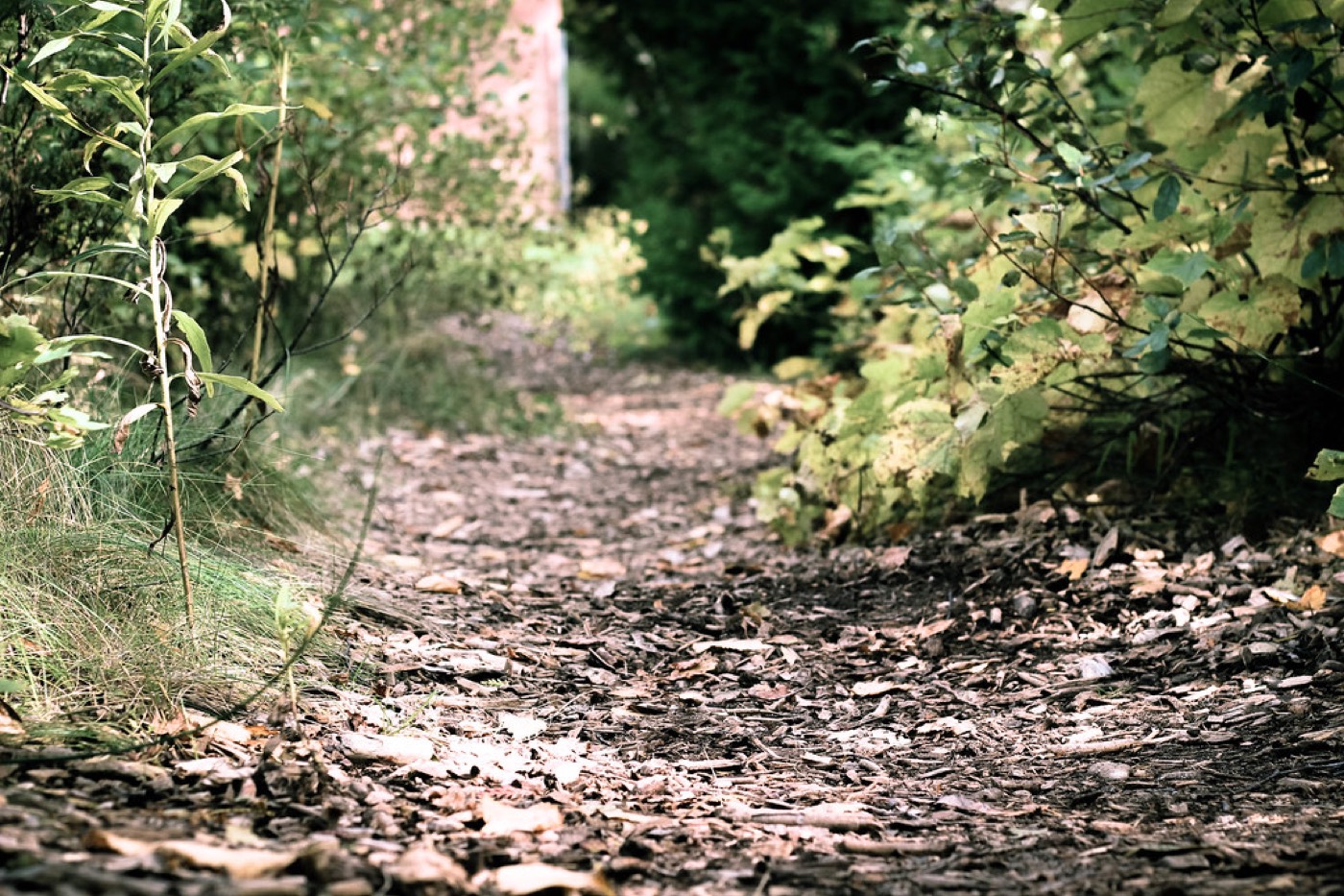 Allée en paillage dans un jardin naturel entouré de végétation libre